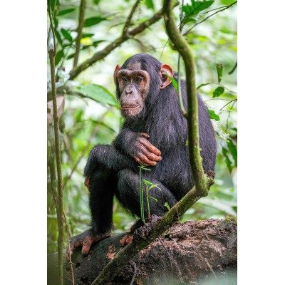 ape