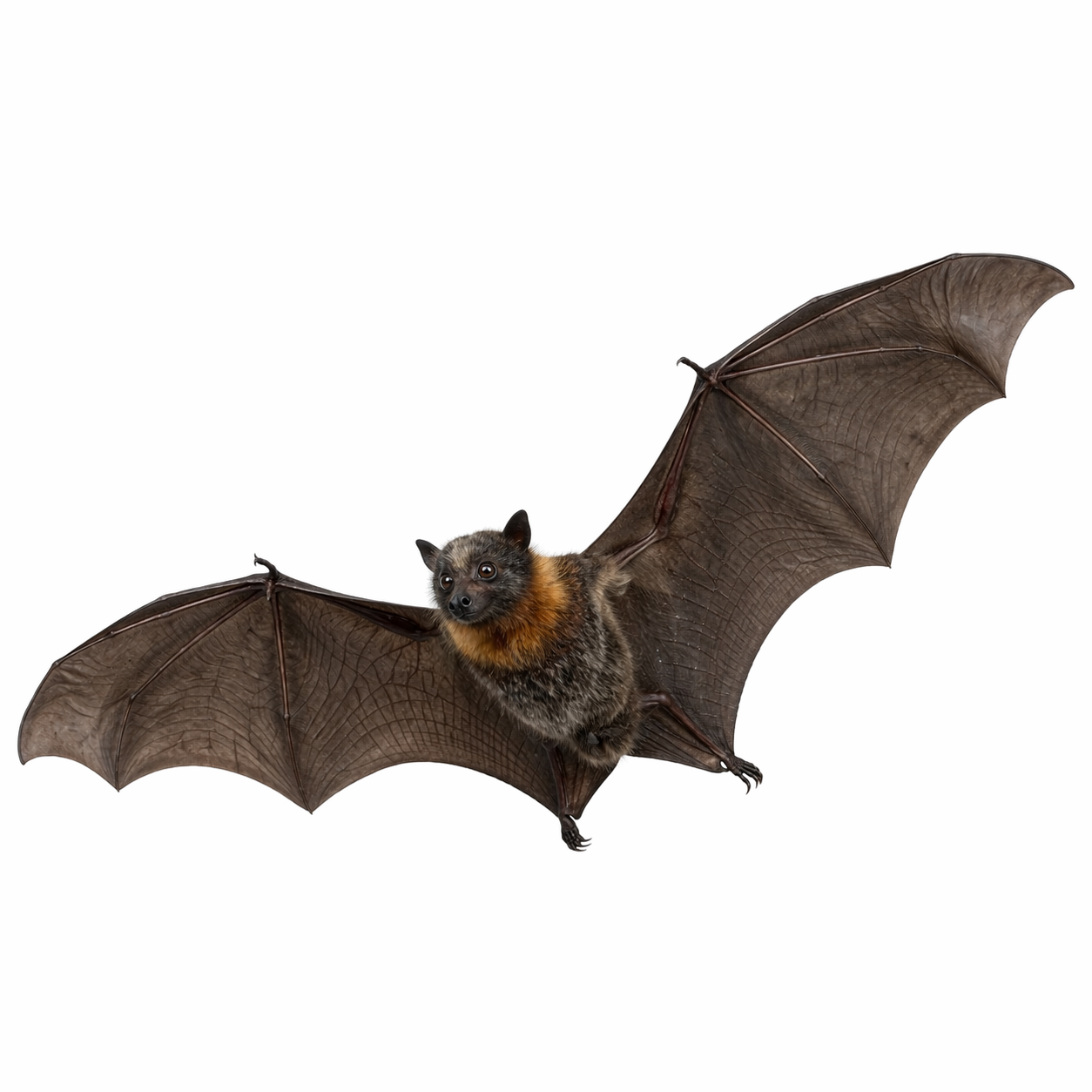 bat