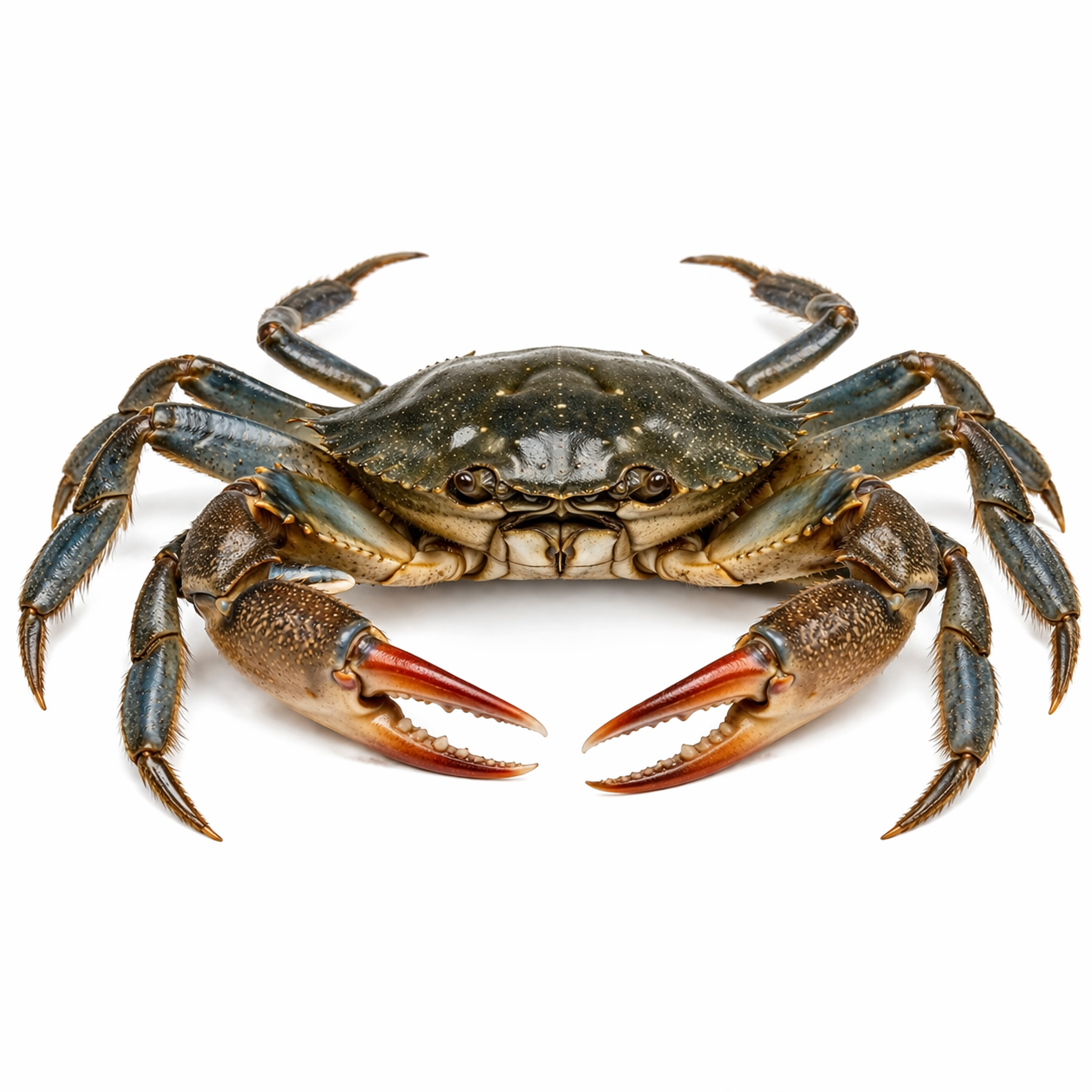 crab