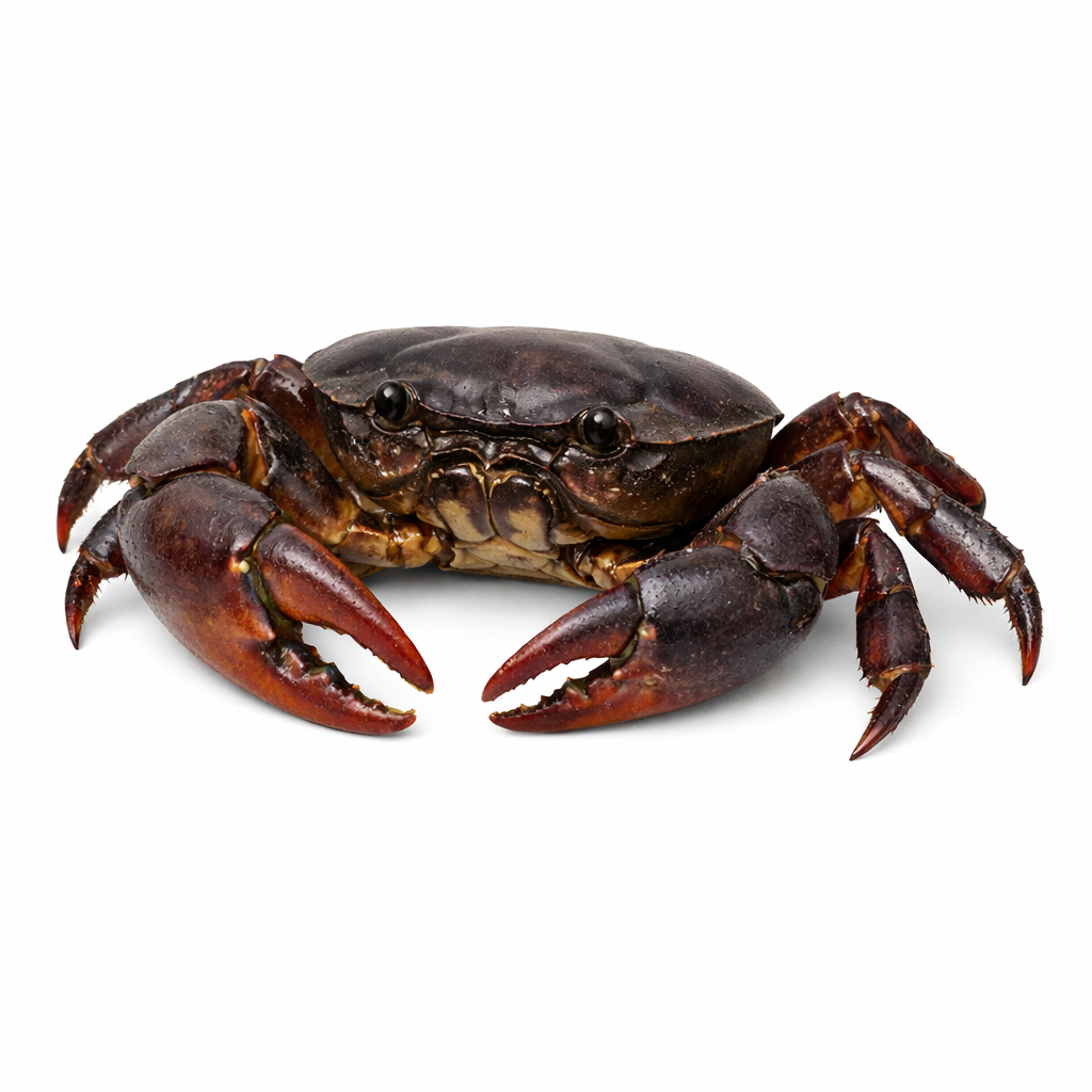 field-crab