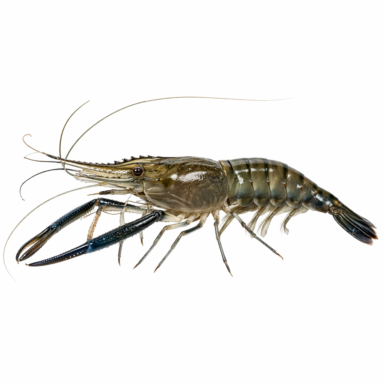 freshwater-prawn