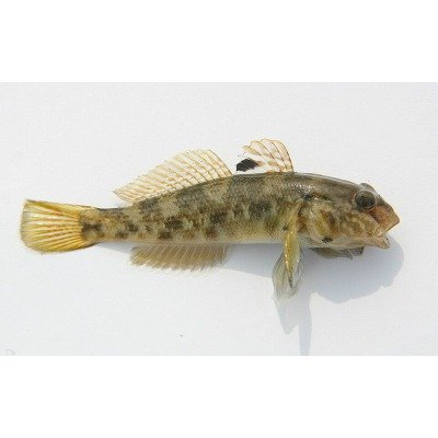 goby-fish