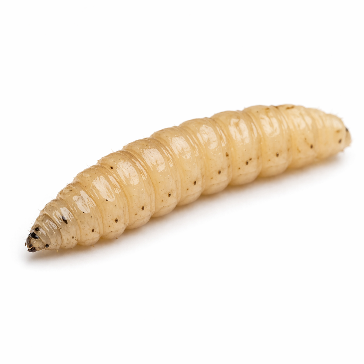 maggot