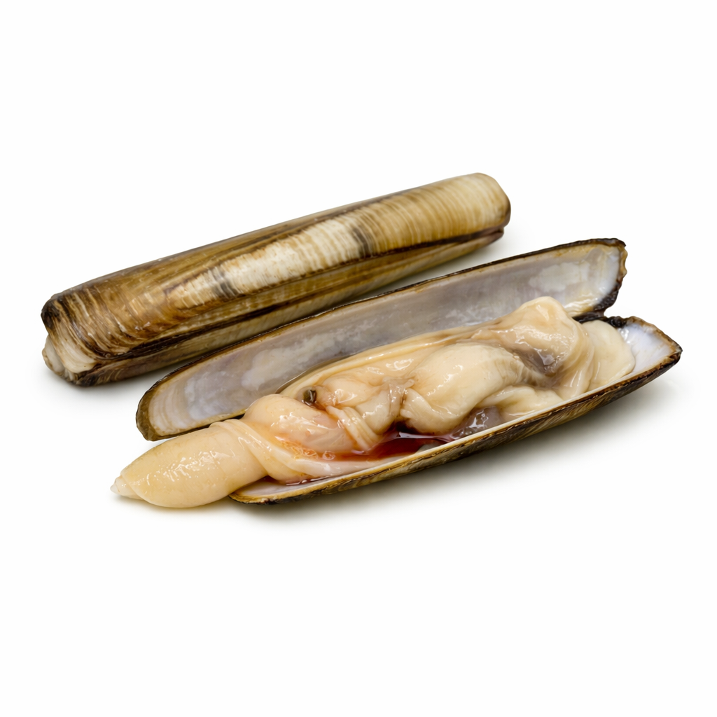 razor-clam