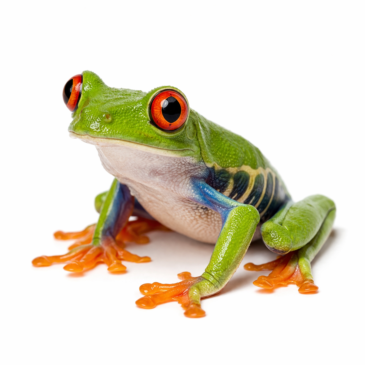 tree-frog